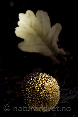 BB 10 0139 / Lycoperdon echinatum / Piggsvinrøyksopp <br /> Quercus robur / Sommereik